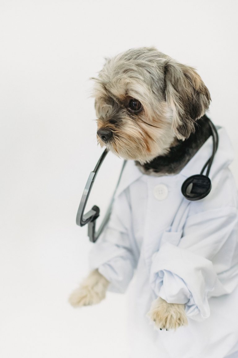 Dog Dressed as vet