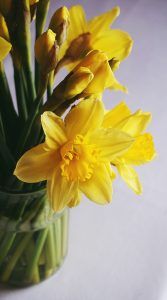 Daffodil flower