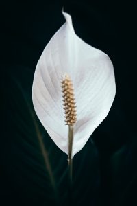 Peace Lily